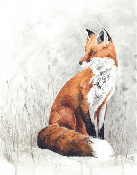Red Fox - 5x7 Art Print picture
