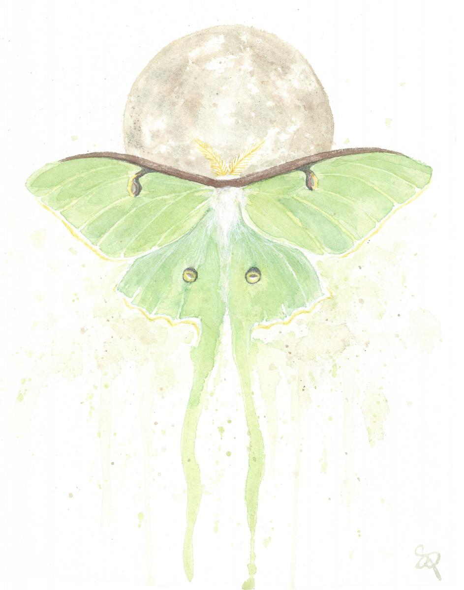 Luna Moth - 11x14 Art Print picture