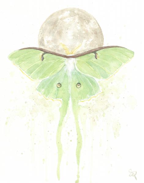 Luna Moth - 11x14 Art Print picture