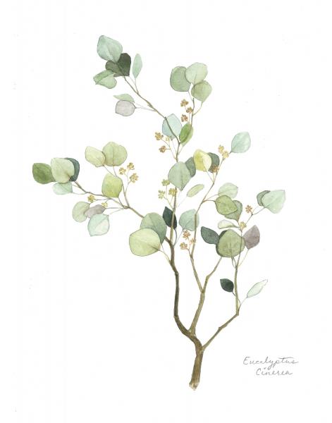 Eucalyptus - 5x7 Art Print picture