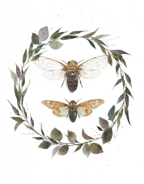 Cicada - 11x14 Art Print picture