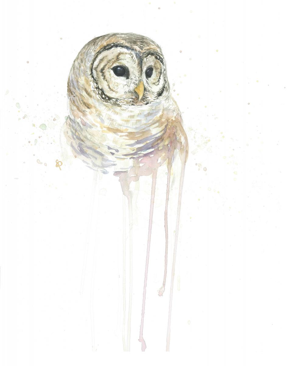 Barred Owl - 5x7 Art Print picture
