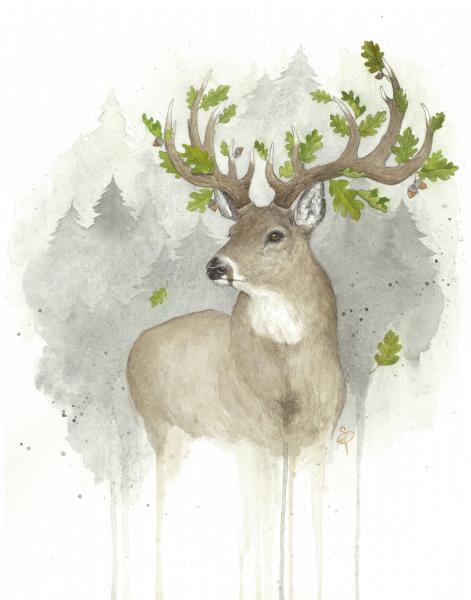 White-tailed Deer - 8x10 Art Print picture