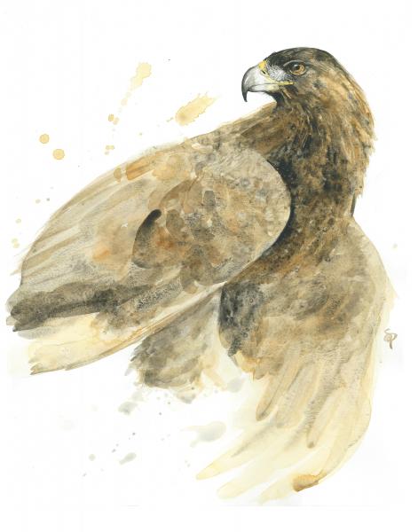Golden Eagle - 5x7 Art Print picture