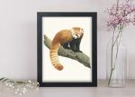 Red Panda - 11x14 Art Print