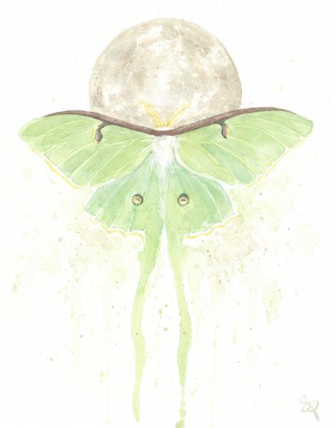 Luna Moth - 5x7 Art Print picture