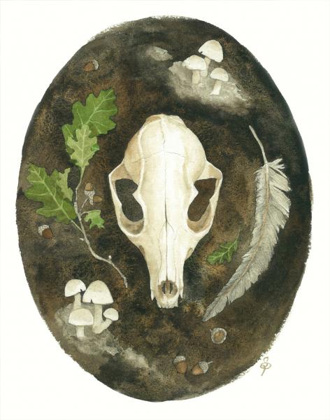 Grey Fox Skull - 8x10 Art Print picture
