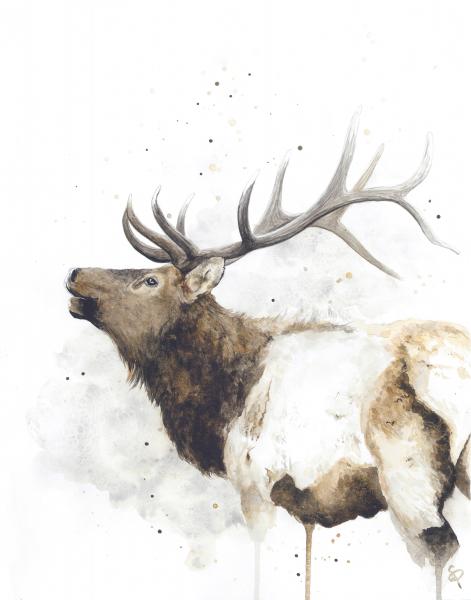 Elk - 5x7 Art Print picture