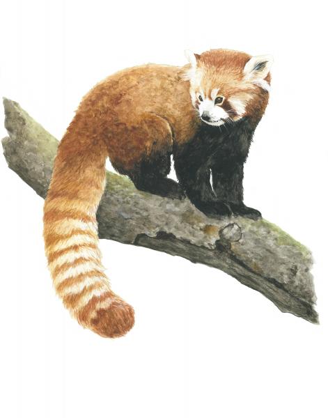 Red Panda - 8x10 Art Print picture