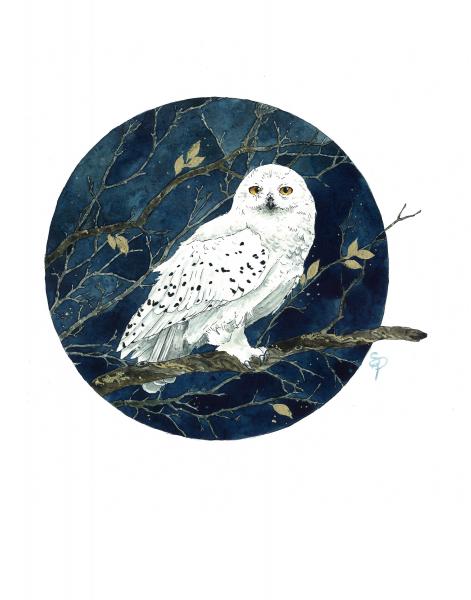 Snowy Owl - 5x7 Art Print picture