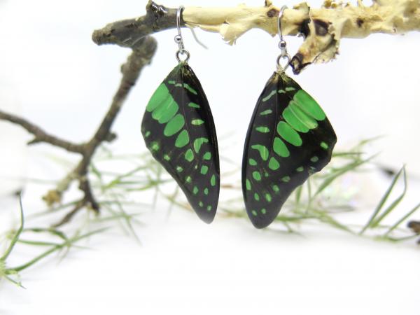 Real Butterfly wings earrings Green