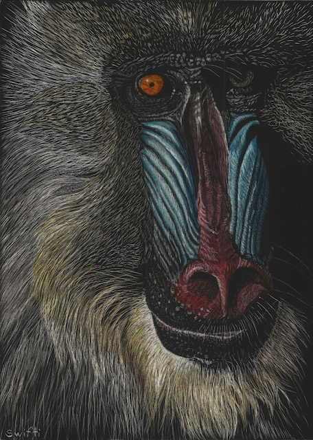 Magnificent Mandrill