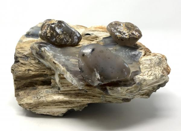 Petrified Wood Drawer Pulls