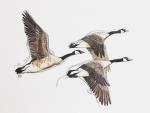 Canada Geese