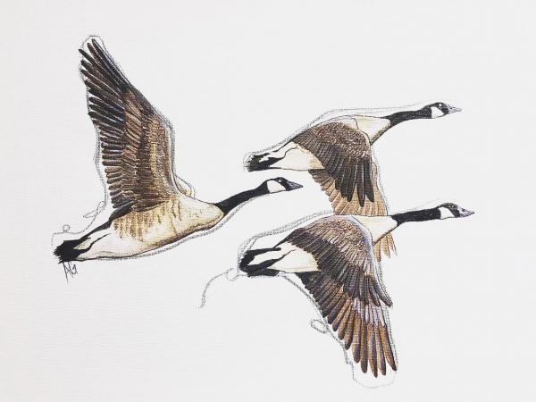 Canada Geese picture