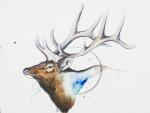 Elk