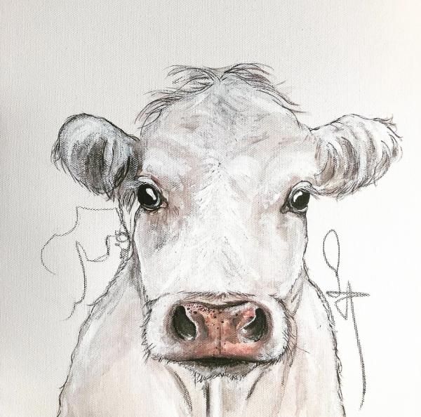 Cow picture