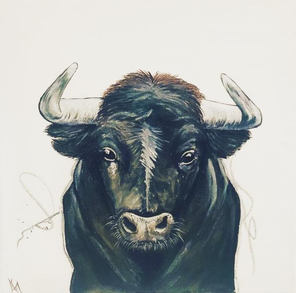 Bull picture