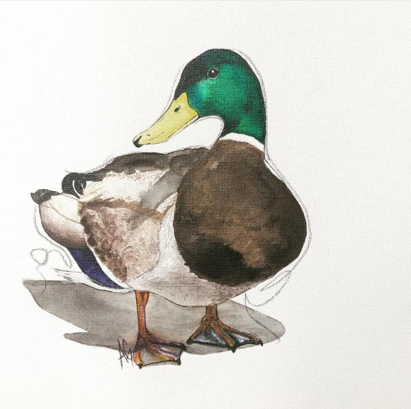 Mallard picture