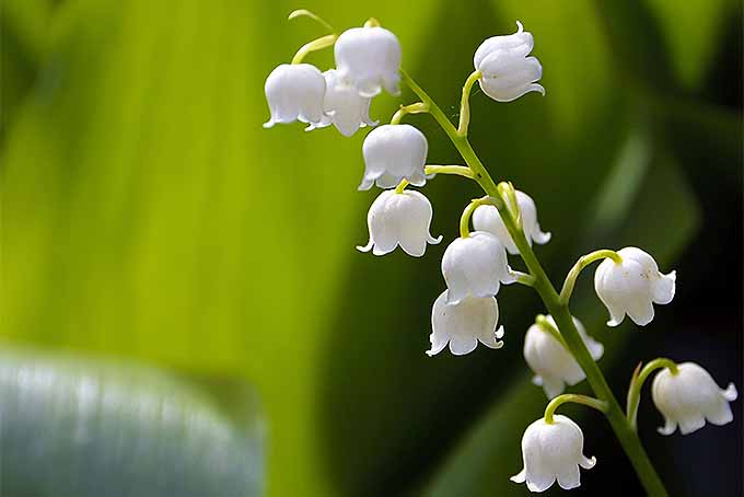 Lily of the Valley COCONUT MILK BODY LOTION/ 8 Oz picture