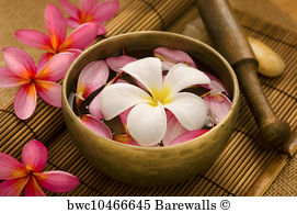 White Tea-Plumeria COCONUT MILK BODY LOTION  8 Oz picture