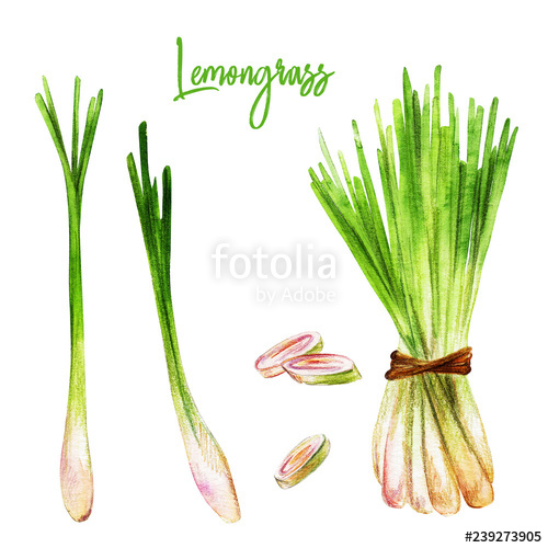 SOOTHE (Coconut Milk Body Lotion/Coconut-Lemongrass) 8 Oz picture