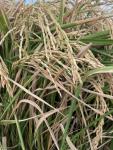 HG Rice Mill