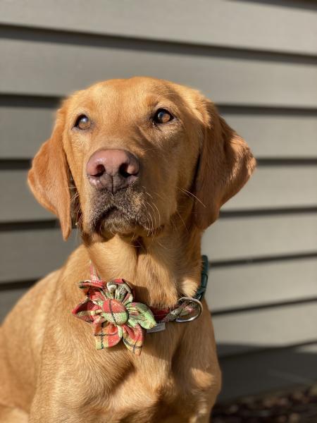 Glad Plaid Fabric/Nylon Collar picture