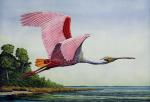 Roseate Spoonbill in Flight"