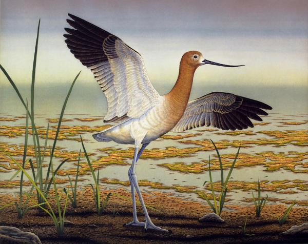 "American Avocet"