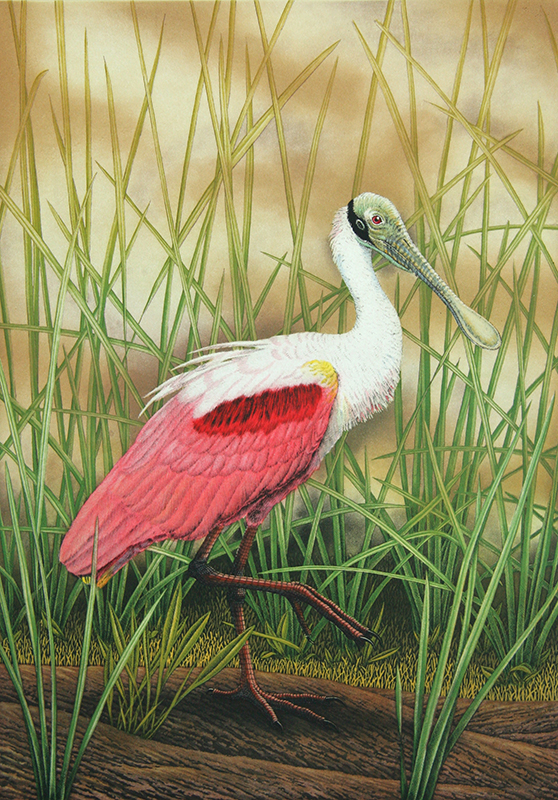 "Roseate Spoonbill" picture