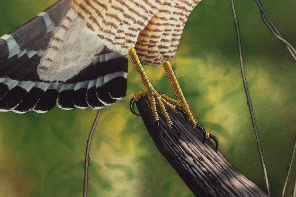 "Red-Shouldered Hawk" picture