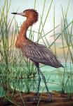 "American Reddish Egret"