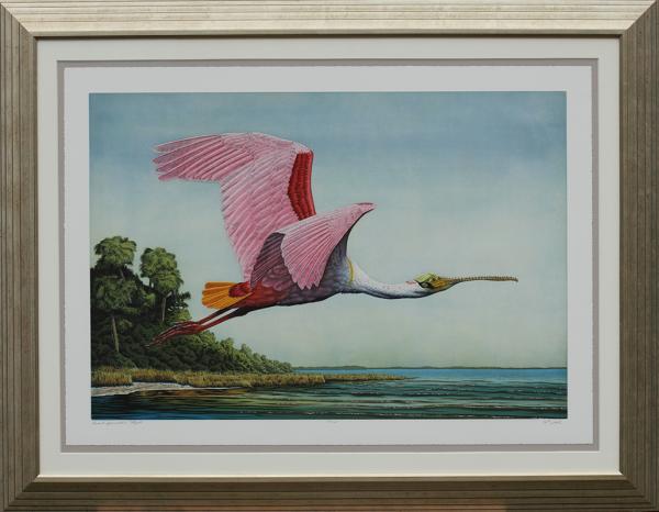 Roseate Spoonbill in Flight" picture