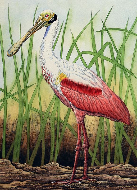 "Roseate Spoonbill in Grass"