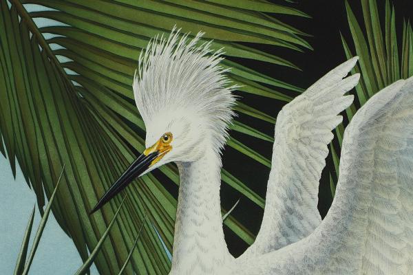 "Snowy Egret" picture