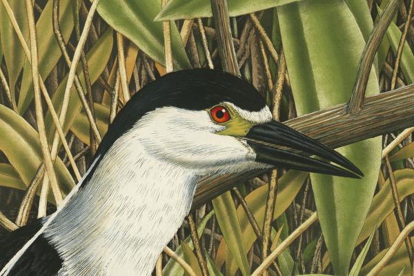 "Black-Crowned Night Heron" picture