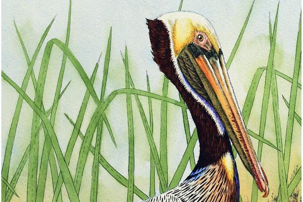 "Brown Pelican in Grass" picture