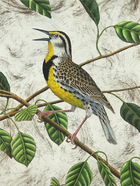 "Meadowlark" picture