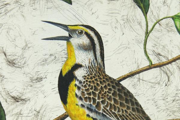 "Meadowlark" picture