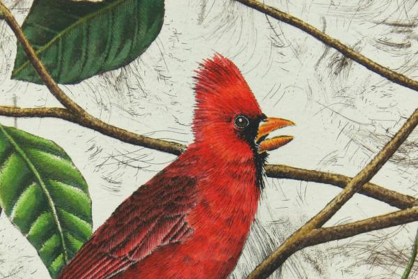 "Cardinal" picture