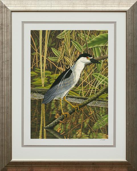 "Black-Crowned Night Heron" picture