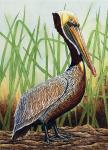 "Brown Pelican in Grass"