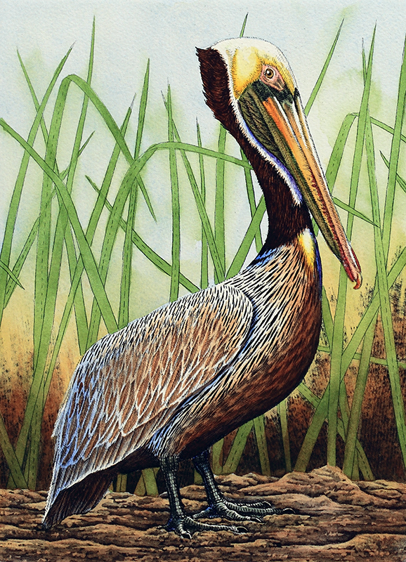 "Brown Pelican in Grass" picture