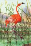 "Caribbean Flamingo"