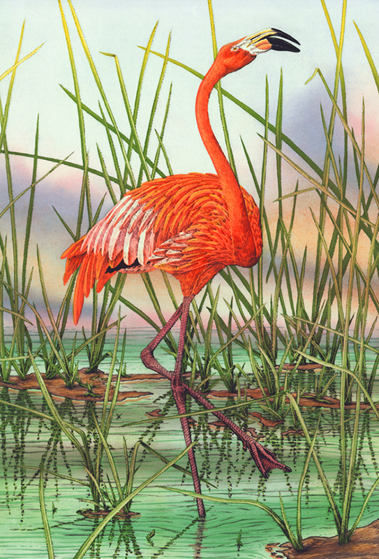 "Caribbean Flamingo" picture
