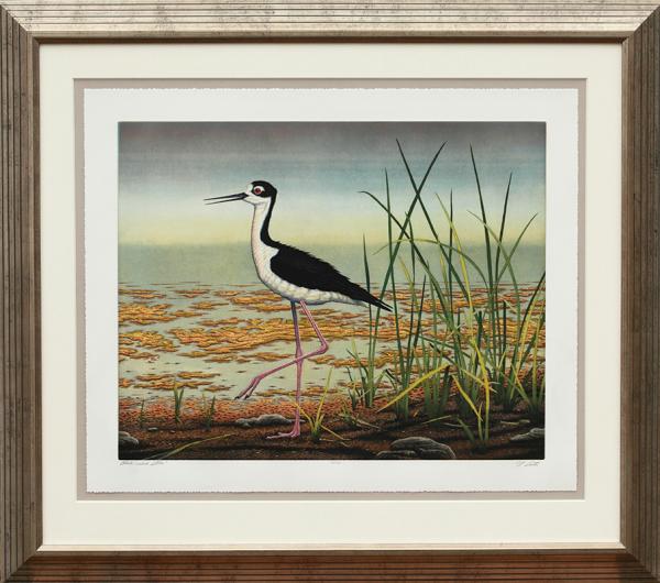 "Black-Necked Stilt" picture