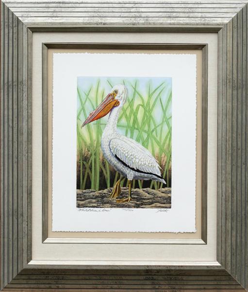 "White Pelican in Grass" picture