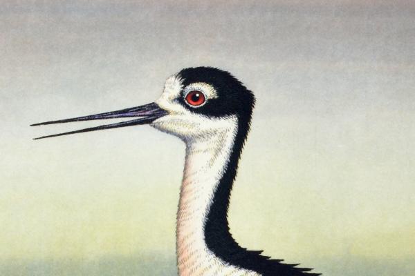 "Black-Necked Stilt" picture