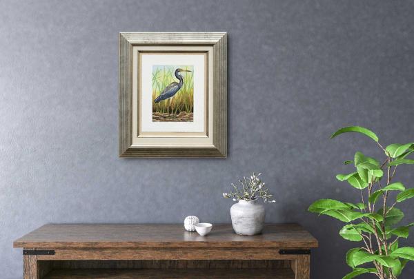 "Tricolored Heron" picture